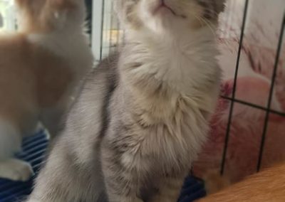 50786160_2071483796267281_4057467935382306816_n