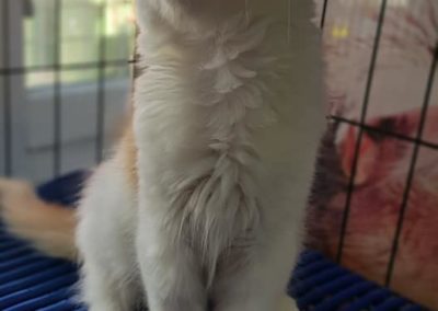 50806908_2071484346267226_2541876798140973056_n