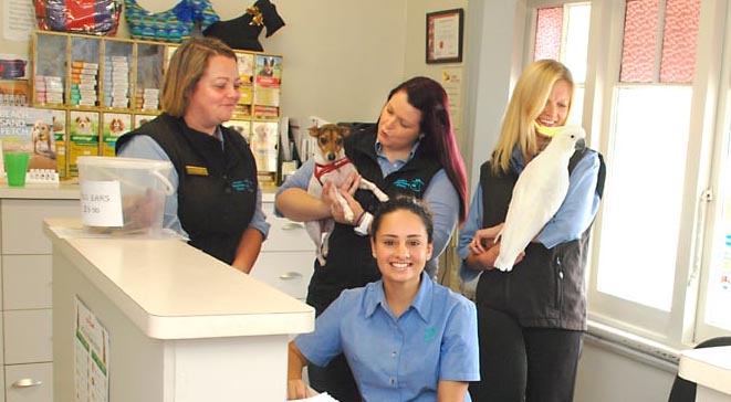 Microchipping at Yarraville Vet Clinic