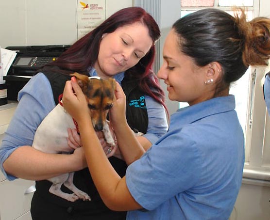 Pet Surgery at Yarraville Vet