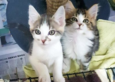 Resized20180319113412