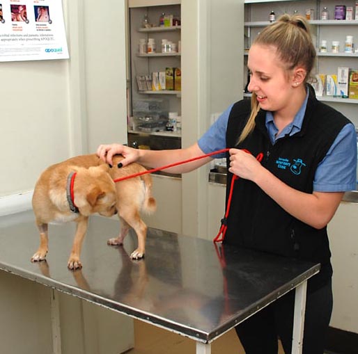 Yarraville Veterinary Clinic - Annual Health Checks