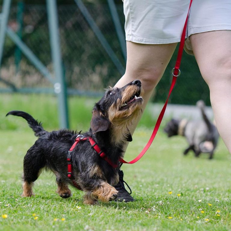 Pet Behaviour & Training Yarraville Veterinary Clinic