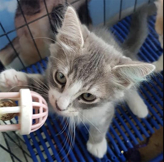 kitten-adoption - Yarraville Veterinary Clinic