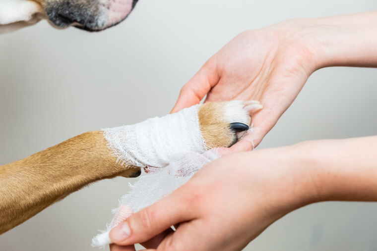 Pet Surgery at Yarraville Vet