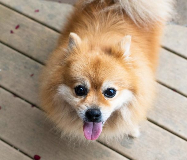 Desexing Yarraville Veterinary Clinic