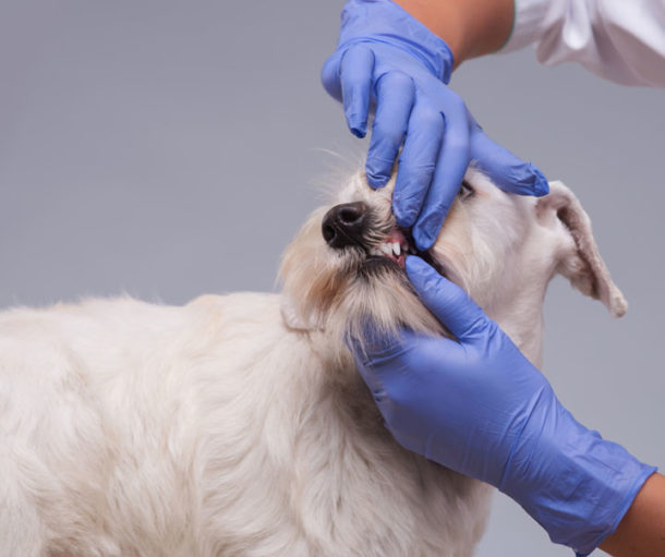 Pet Dentistry Yarraville Veterinary Clinic